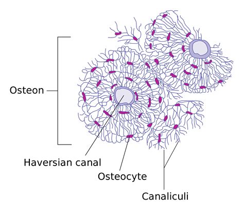Osteocyte Cell Diagram