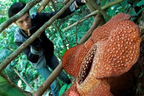 Hewan Dan Tumbuhan Langka Di Indonesia Brain
