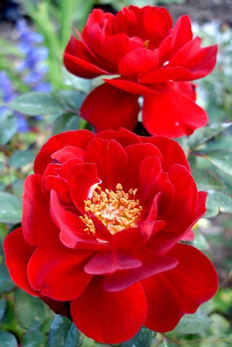 31 Ideas For Flowers Red Shrubs Red Shrubs Heirloom Roses Shrub Roses