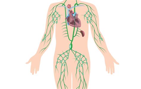 Blog Love Your Lymphatic System Herbasanté Inc