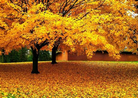 Yellow Nature Wallpapers Wallpaper Cave