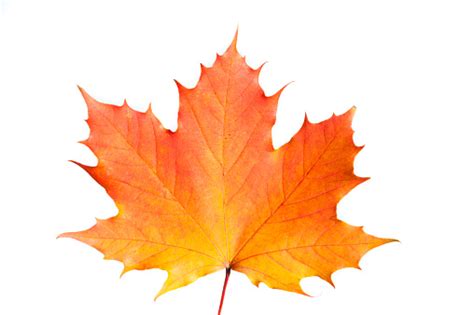 Single Maple Leaf Autumn Colored Isolated Over White Background Stock