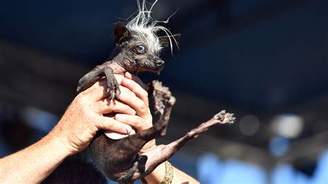 Mustard Minute Sweepee Rambo Wins Worlds Ugliest Dog Competition