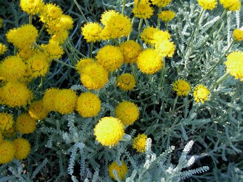 I fiori possono avere diverse colorazioni : Fiori Gialli Mediterranei - Inort Un Prodotto Nato Dalle ...