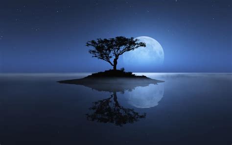 Blue Tree Moon Night Reflection Hd Wallpaper Nature And Landscape