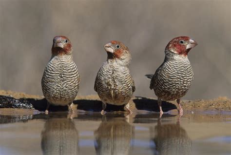 Red Headed Finch Birds South Africa