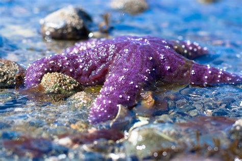 Purple Starfish Beneath The Sea Beautiful Creatures Sea Creatures