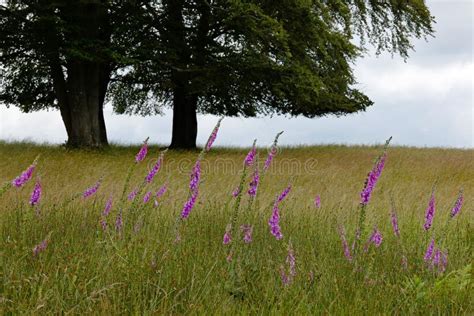 Grassland Ecosystem Field Meadow Picture Image 135690213