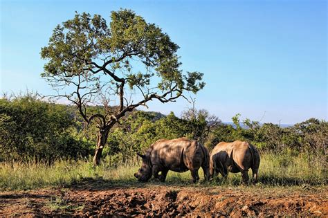 A human can die within 20 minutes of being bitten by a black mamba. The Perfect Time For A Safari - Acacia Blog
