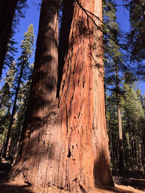 Follow hiking trails from meandering strolls through the big trees to vigorous explorations of remote portions of the park. Calaveras Big Trees State Park - 469 Photos & 202 Reviews ...
