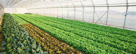 Commercial Farming Mighty Grow