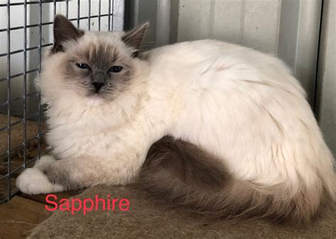 Sapphire Female Ragdoll Cat In Qld Petrescue