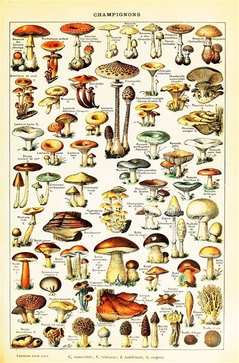 Vintage Edible Mushroom Chart By Adolphe Millot By Wordpower