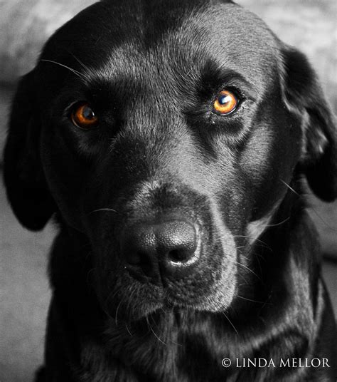 Working Dogs Black Labrador Retriever Photography Linda Mellor
