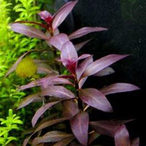Ludwigia Glandulosa Aquatic Plants