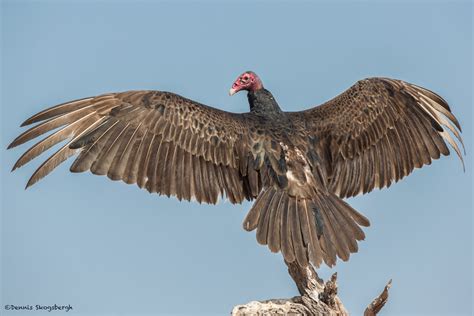 2455 Turkey Vulture Cathartes Aura Martin Refuge Tx Dennis