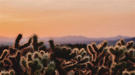 Wallpaper Cactus Desert California Wilderness 2560x1440 Rzerox