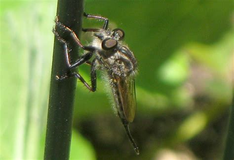 Robber Fly Whats That Bug