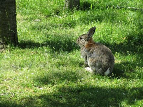Bright Sweet But Sick And Alone Brown Bunny Rabbit Looking Under The Shade Stock Image Image