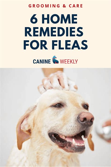 6 Home Remedies To Get Rid Of Fleas On Dogs Canine Weekly Home