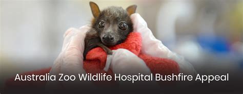 Australia Zoo Wildlife Hospital Bushfire Appeal