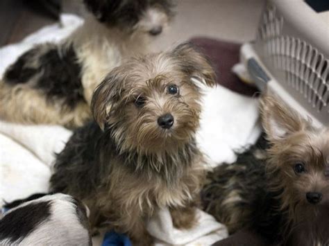 Let your pet enjoy a day of pampering and grooming with us. 80 Yorkies Now Available For Adoption: San Diego Humane ...
