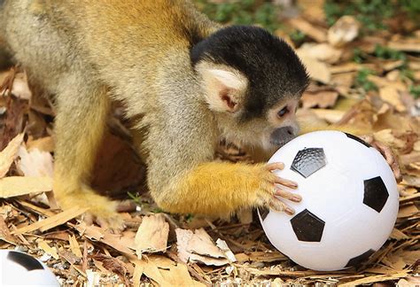 Cute Monkeys Playing Soccerfootball 4 Pics Amazing Creatures