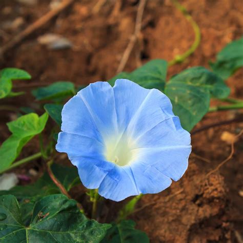 Morning Glory Flower Garden Seeds Heavenly Blue 5 Lbs Bulk Annual