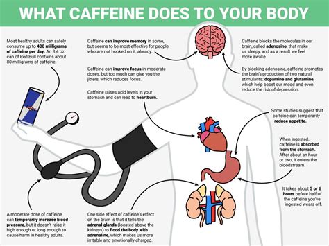 How Caffeine Affects The Body Business Insider