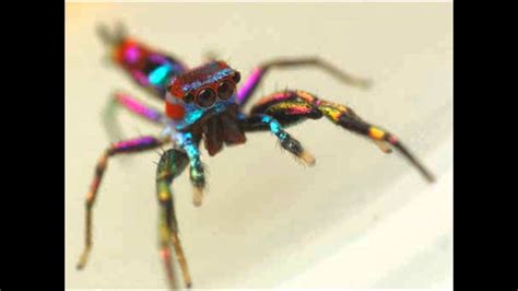 Always a trick with dwarves arana: La araña arco iris - YouTube