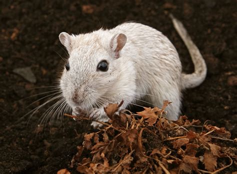 White Female Rodent Outdoors Free Photo Download Freeimages