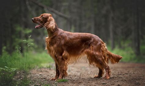 Irish Setter Characteristics Care And Photos Bechewy