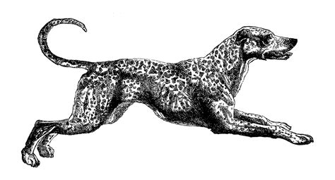 Antique Images Vintage Dog Clip Art Of Dalmatian Image