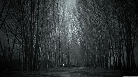 Spooky Forest Wallpapers Top Free Spooky Forest Backgrounds