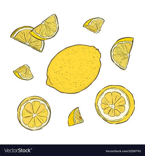 Hand Drawn Of Lemon Royalty Free Vector Image Vectorstock
