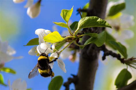 Notice which flowers attract bumble bees or solitary bees, and which attract. 15 Best Plants To Attract Pollinators (And Other ...