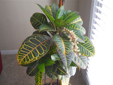 My Weekly Wisdom Column The Zebra Plant Not