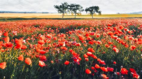 Flowers Field Landscape Hd Wallpapers Desktop And Mobile Images