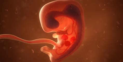 The Hormone That Can Program Fetuses To Better Health University Of