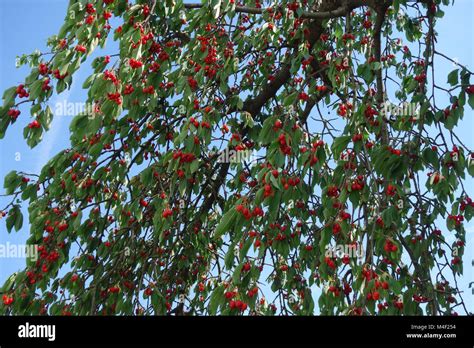 Prunus Avium Sweet Cherry Stock Photo Alamy