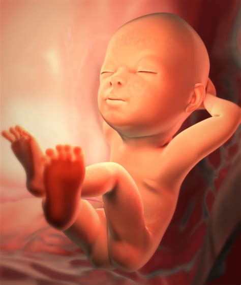 Read on to learn about seven of the top the illustrations of your baby's current hand and foot sizes is a sweet extra. Your Baby: Week 29