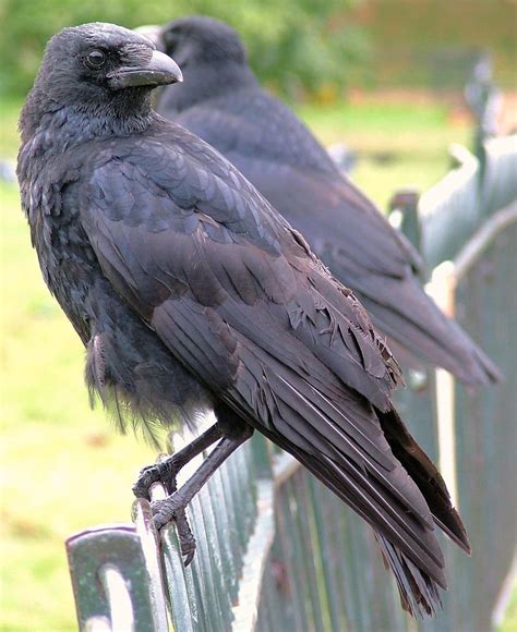 Image Result For Crow Looking Over Shoulder Crow Looking Over