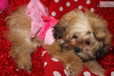 Have you recently adopted a shihpoo? Shih-Poo - Shihpoo puppy for adoption near Springfield, Missouri. | 55d31f33-e022