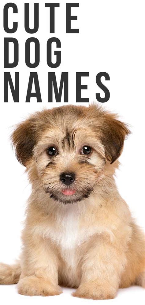Cute Dog Names Over 200 Adorable Names For Boy And Girl Puppies