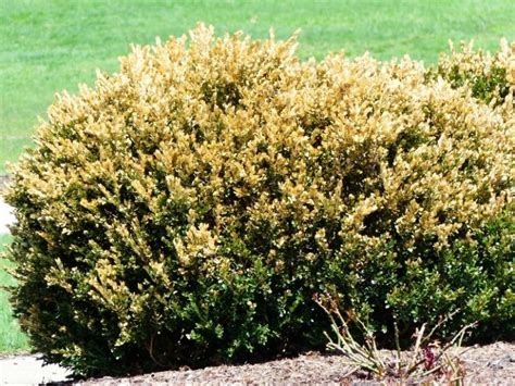 Addressing Plant Health Issues Boxwood Bushes And Austrian Pines