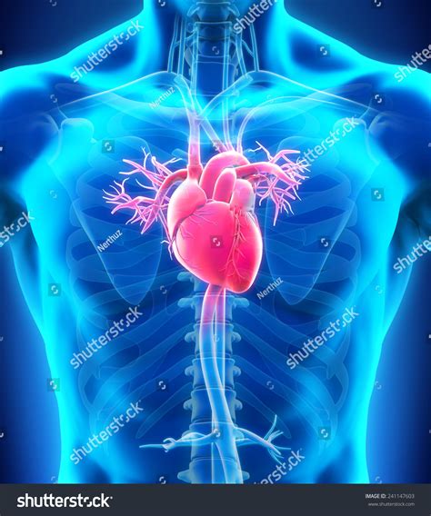 Human Heart Anatomy Stock Illustration 241147603 Shutterstock