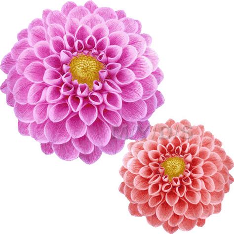 Dahlias Clipart 20 Free Cliparts Download Images On Clipground 2023