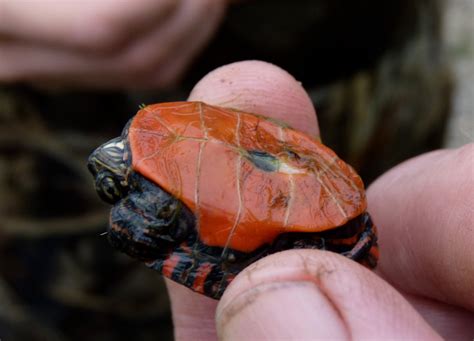 Chrysemys Picta Painted Turtle Vermont Reptile And Amphibian Atlas