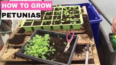 How To Grow Petunias From Seed Start To Finish Youtube Landscaping