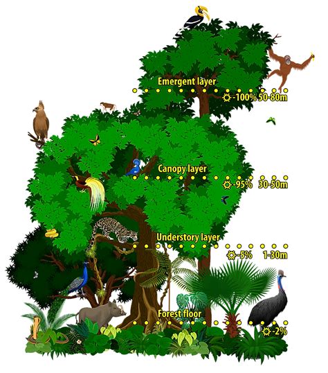 Rainforest Layers And Animals That Live There